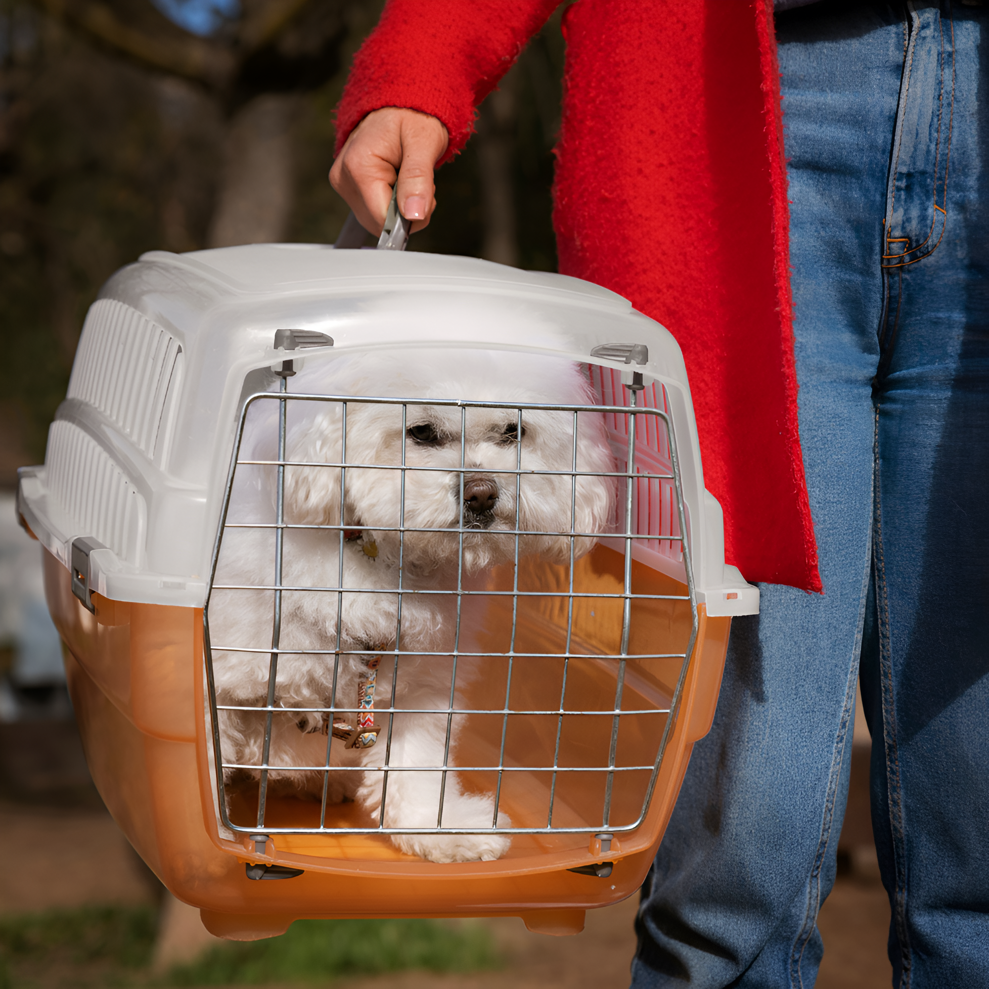 Why Pet Clothing Isn’t Just for Style